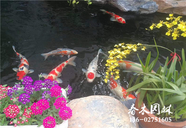 佛山南海区庭院锦鲤鱼池过滤系统制作图片8